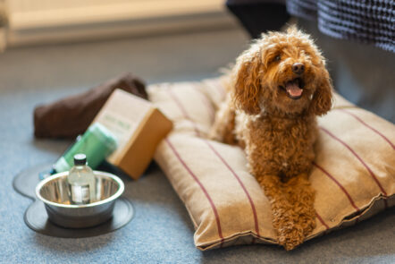 Dog-Friendly Packages