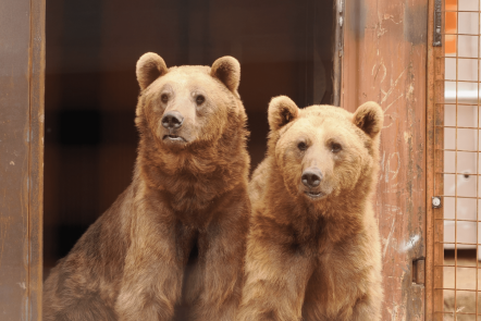 Bears & Baubles - Wildheart Animal Sanctuary Group Bookings