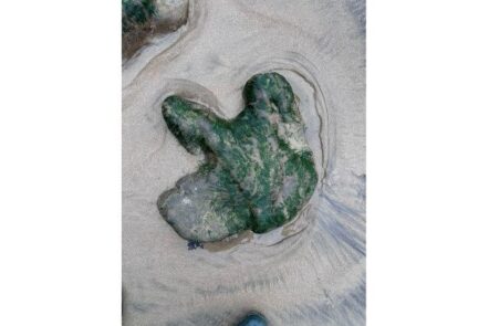Compton Bay Fossil Walks